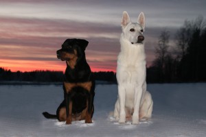 white-shepherd-dog-1964003_1920