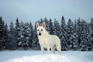 white-shepherd-dog-5935207_1920